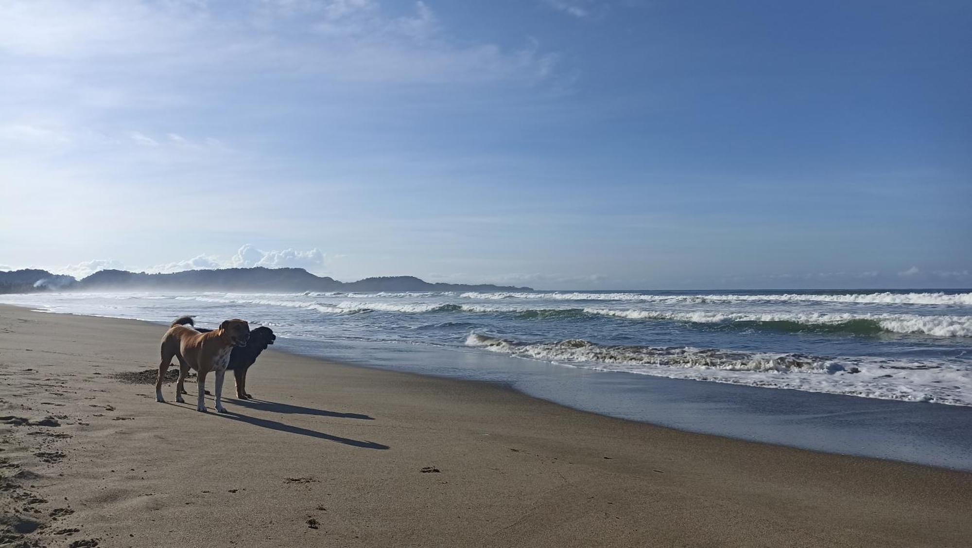 Alouatta Playa Coyote Hostel San Francisco de Coyote ภายนอก รูปภาพ