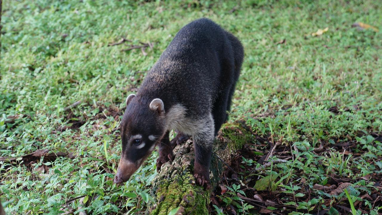 Alouatta Playa Coyote Hostel San Francisco de Coyote ภายนอก รูปภาพ